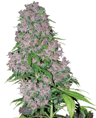 Purple Bud Feminisiert-3 Samen - Seeds24