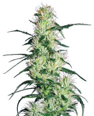 Purple Haze Feminisiert-3 Samen - Seeds24