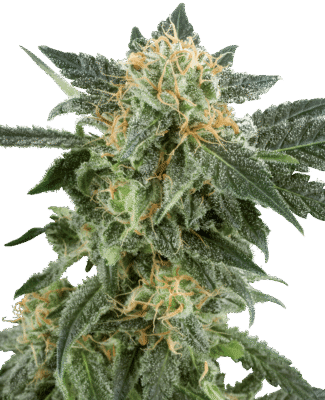 Snow Ryder Automatic-3 Samen - Seeds24