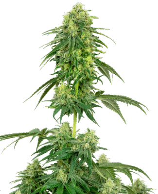 Strawberry Kush Feminisiert-3 Samen - Seeds24