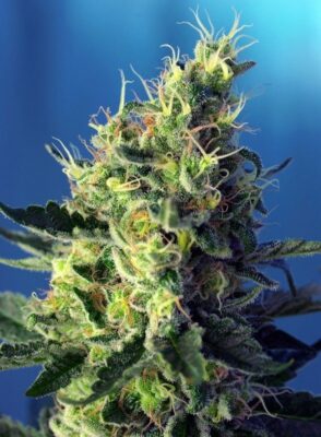 Sweet Pure CBD Feminisiert-3 Samen - Seeds24