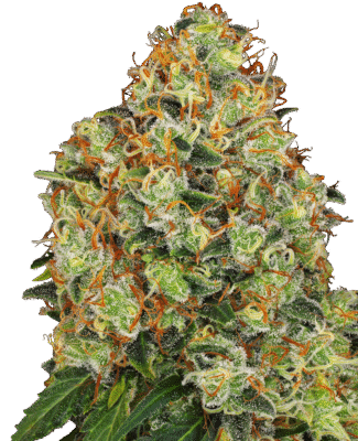 Sweet Tangerine Tango Automatic-3 Samen - Seeds24