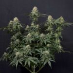 Tropicana Cookies Fast Feminisiert-3 Samen