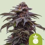 Tropicana Cookies Purple Auto-3 Samen