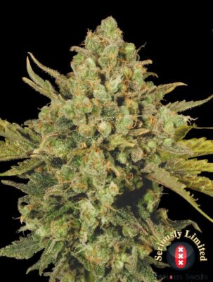 Warlock CBD Feminisiert-3 Samen - Seeds24