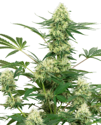 Wedding Cheesecake Feminisiert-3 Samen - Seeds24