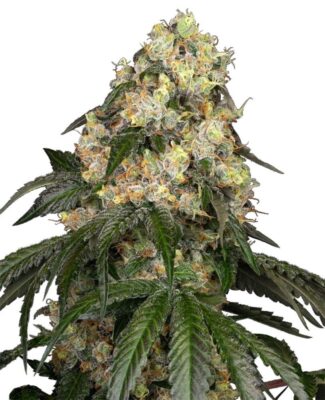 White Biscotti OG XXL Feminisiert-3 Samen - Seeds24