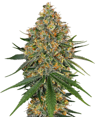 White Cheese Feminisiert-3 Samen - Seeds24