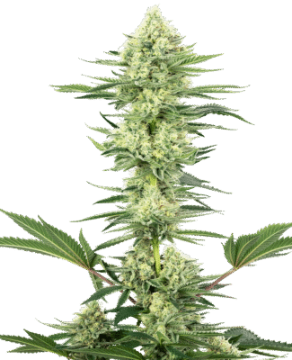 White Gorilla Haze Feminisiert-3 Samen - Seeds24
