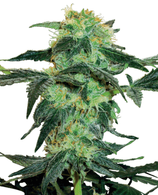 White Ice Feminisiert-3 Samen - Seeds24