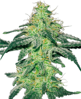 White Skunk Feminisiert-3 Samen - Seeds24